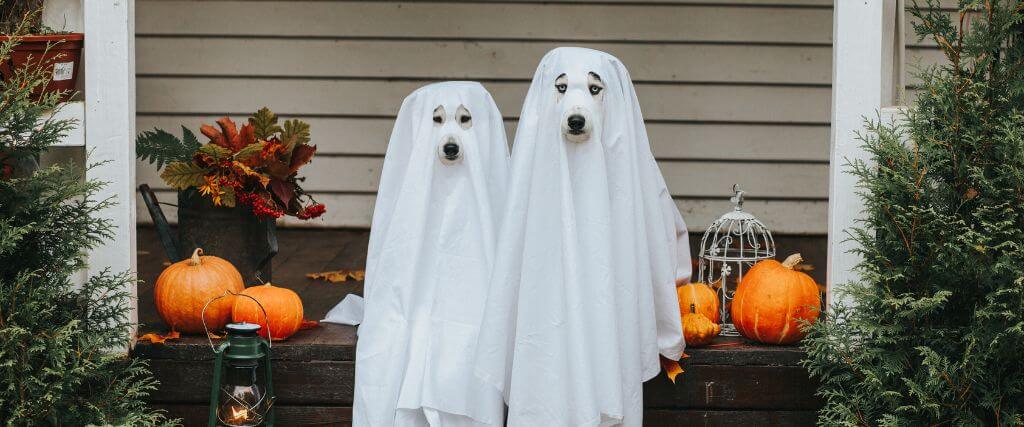 Dogs dressed up as ghosts in dog Halloween costumes