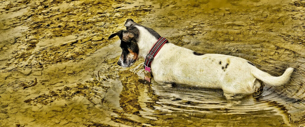 What is Giardia? 