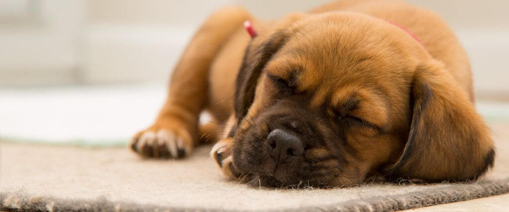 What Dog Owners Should Expect When it Comes to Kennel Cough Treatment
