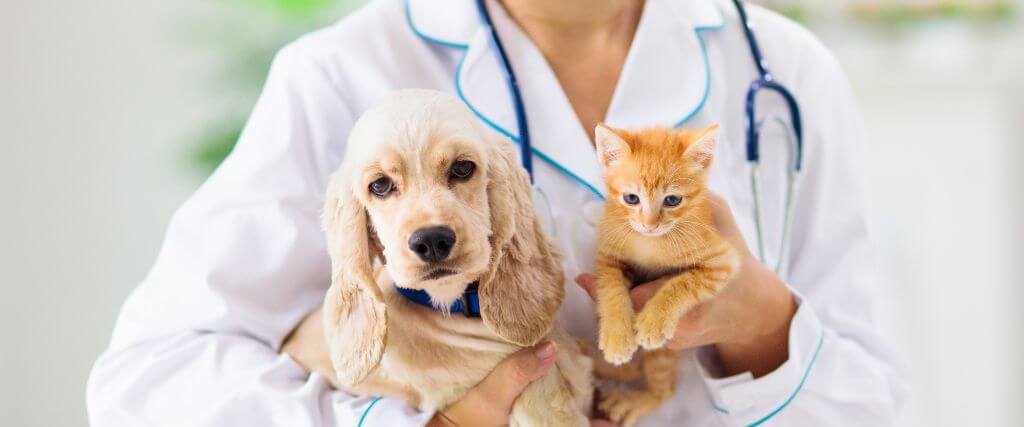 Dog and cat at the vet for pet blood test